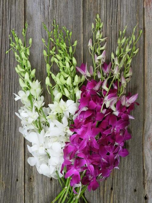 DENDROBIUM MIX # 2  ASSORTED COMBO BOX